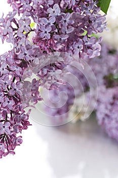 Bouquet of lilac