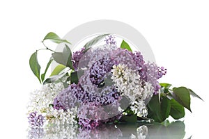 Bouquet of lilac