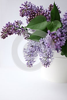 A bouquet of lilac in white pots