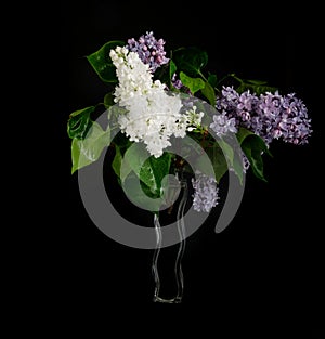 Bouquet of Lilacs in a glass vase isolated on blsck