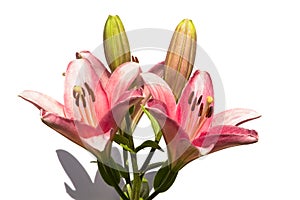 Bouquet of lilies