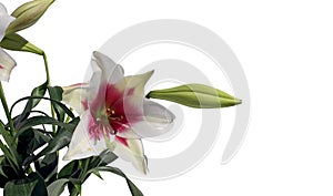 Pink and white lily flower photographed close-up on white background photo