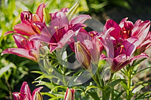 Bouquet of lilies. Photo for postcards