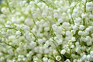 Bouquet of lilies of the valley. Background consisting of lily of the valley flowers