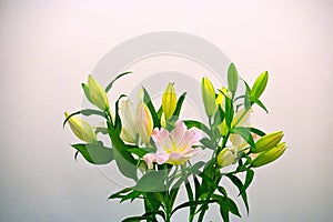 Bouquet of lilium flowers isolated on grey background