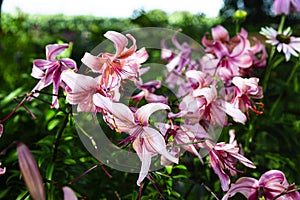 Bouquet of lily