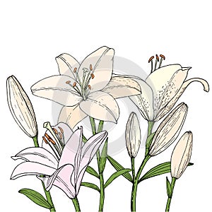 Bouquet with Lily flower, bud and leaf. Hand drawn illustration. Vector outline sketc photo