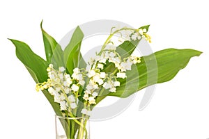 Bouquet of Lily of the valley flower blossoms, isolated on white background. May 1st Labor Day symbol