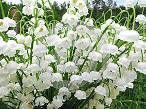 Bouquet of lily of the valley flowers