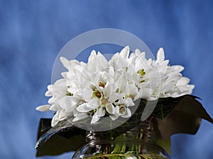 A bouquet of little fresh snowdrops covered with water drops in a glass vase outdoors with a blue sky at the background. Bunch of