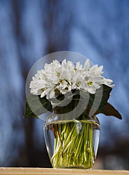 A bouquet of little fresh snowdrops in a glass vase outdoors with a blue sky at the background. Bunch of flowers. Galanthus