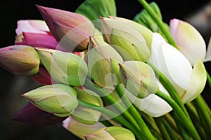 A bouquet of lotus buds