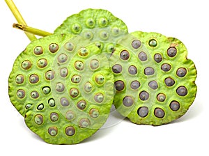 Bouquet of Lotus seed pod