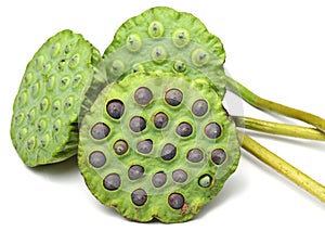 Bouquet of Lotus seed pod