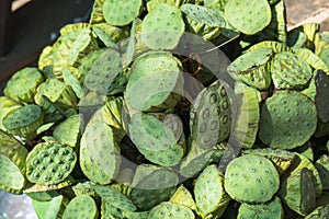 Bouquet of Lotus seed pod