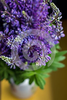 Bouquet of lupine flowers in a vase