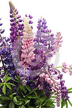 Bouquet of lupines,