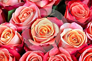 A bouquet of many similar roses