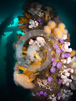 British Sea Life - Isle of Coll Peir