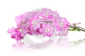 Bouquet Matthiola Incana flower isolated on White.