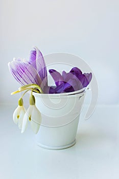 Bouquet for mom. Purple crocuses. Delicate bouquet of primroses in a metal white bucket on a white background.