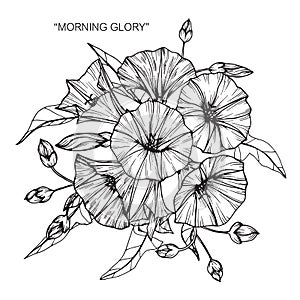 Bouquet of Morning glory flowers drawing and sketch.
