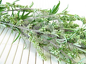 Bouquet of mugwort