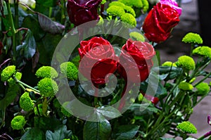 Bouquet of multi-colored red roses