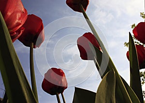 A bouquet of multi-colored tulips against the light close-up against the blue bluish sky