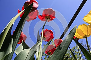 A bouquet of multi-colored tulips against the light close-up against the blue bluish sky