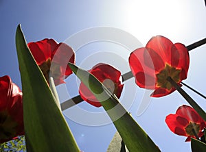 A bouquet of multi-colored tulips against the light close-up against the blue bluish sky