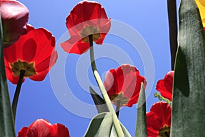 A bouquet of multi-colored tulips against the light close-up against the blue bluish sky