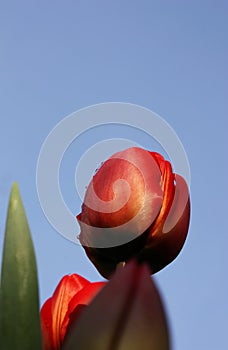 A bouquet of multi-colored tulips against the light close-up against the blue bluish sky