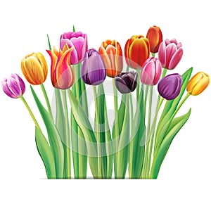 Bouquet of multicolor tulips