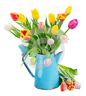 Bouquet of multicolored tulip flowers in blue pot