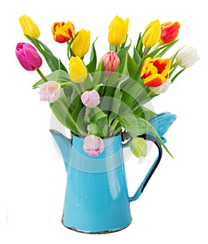 Bouquet of multicolored tulip flowers in blue