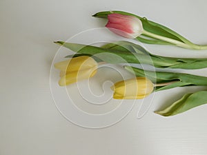 bouquet of multicolored tulip flowers close up isolated on white background