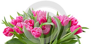 Bouquet of multicolored tulip flowers in white