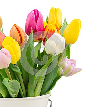 Bouquet of multicolored tulip flowers in white