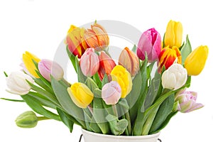 Bouquet of multicolored tulip flowers in white pot