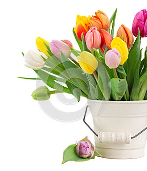 Bouquet of multicolored tulip flowers in white pot