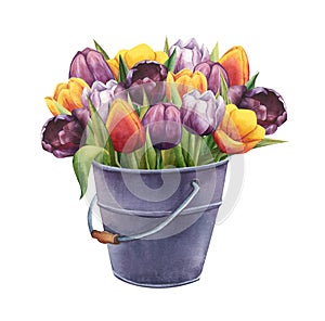 Bouquet of multicolored tulips in a vintage metal bucket