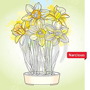 Bouquet with narcissus flower or daffodil in round pot on the background with blots in pastel color