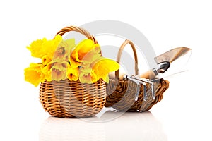 Bouquet of narcissus flowers in a basket,