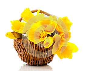 Bouquet of narcissus flowers in a basket,