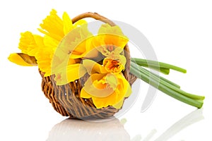 Bouquet of narcissus flowers in a basket,