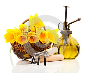 Bouquet of narcissus flowers in a basket with garden tools