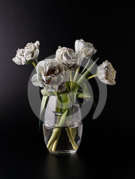 Bouquet natural terry tulip flowers painted in shades of grey in glass vase on black background