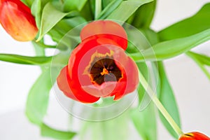 A bouquet of one tulip close-up top view of red and purple with green leaves on a white background.