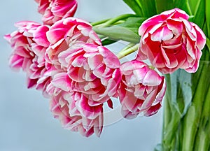 bouquet of open pink tulips Columbus
